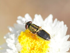 Odontomyia decipiens