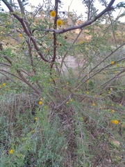 Vachellia nebrownii