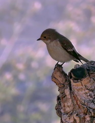 Ficedula hypoleuca