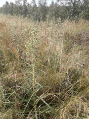 Eryngium horridum