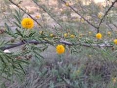 Vachellia nebrownii