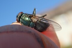 Eudasyphora cyanella