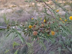 Vachellia nebrownii