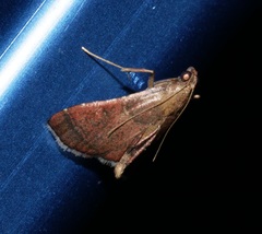 Endotricha theonalis