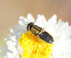 Odontomyia decipiens