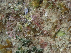 Enneapterygius atrogulare
