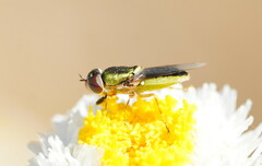 Odontomyia decipiens