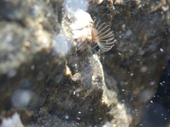 Chthamalus antennatus