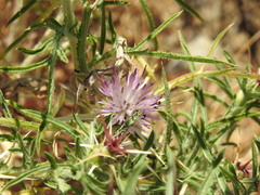 Centaurea calcitrapa