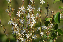 Chlorophytum capense