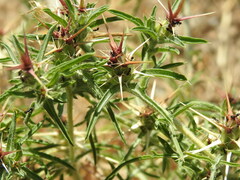 Centaurea calcitrapa