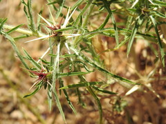 Centaurea calcitrapa