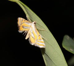 Eristena bifurcalis