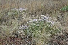 Limonium caspium
