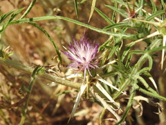 Centaurea calcitrapa