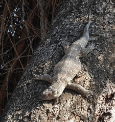 Varanus albigularis albigularis