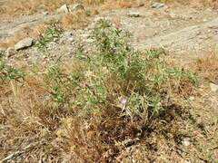 Centaurea calcitrapa