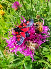Zygaena lonicerae