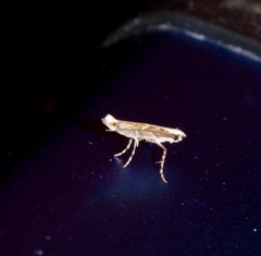 Epicephala lanceolaria