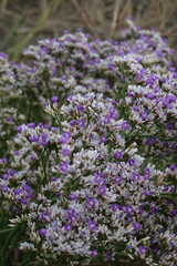 Limonium caspium