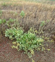 Atriplex verrucifera