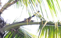 Dendrocitta vagabunda