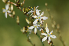 Chlorophytum capense
