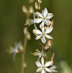 Chlorophytum capense