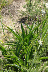 Chlorophytum capense