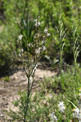 Chlorophytum capense