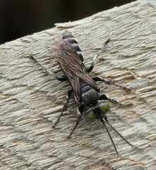 Tachysphex nigerrimus