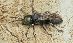 Tachysphex nigerrimus