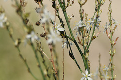 Chlorophytum capense