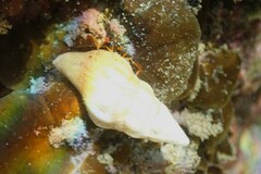 Nodopelagia brazieri