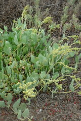 Atriplex verrucifera