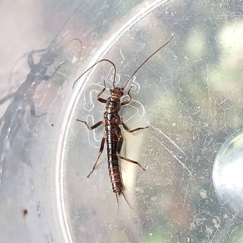 Mount Donna Buang Wingless Stonefly