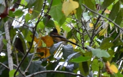 Dendrocitta vagabunda