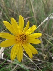 Aspilia montevidensis