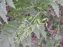 Oenanthe pimpinelloides