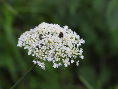 Oenanthe pimpinelloides