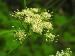 Oenanthe pimpinelloides