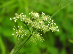 Oenanthe pimpinelloides