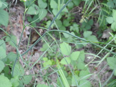 Oenanthe pimpinelloides