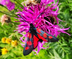 Zygaena lonicerae