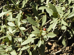 Rhamnus integrifolia