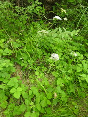 Oenanthe pimpinelloides