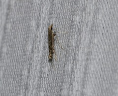 Stomphastis polygoni