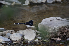 Enicurus leschenaulti