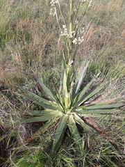 Eryngium elegans