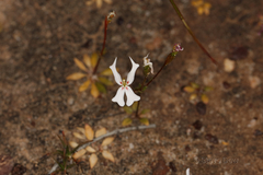 Stylidium emarginatum